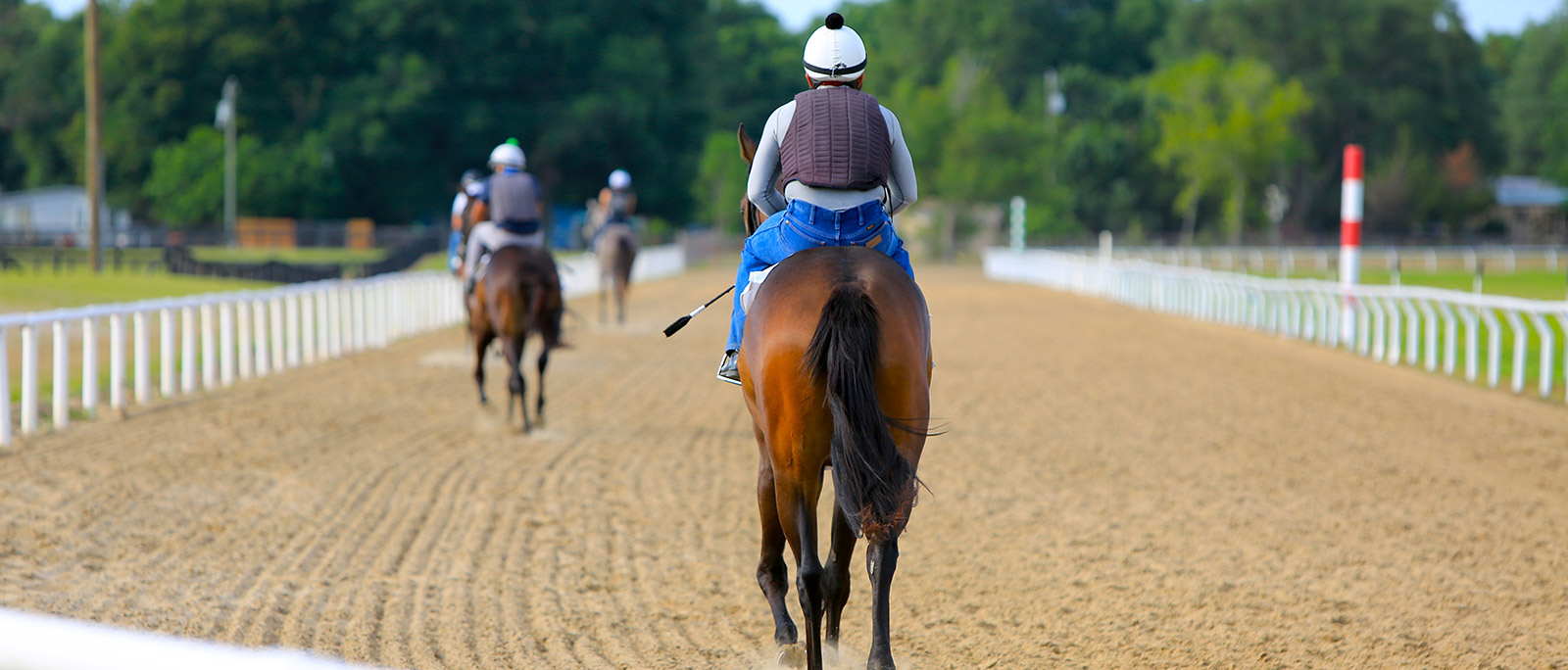 Horses working out on our track