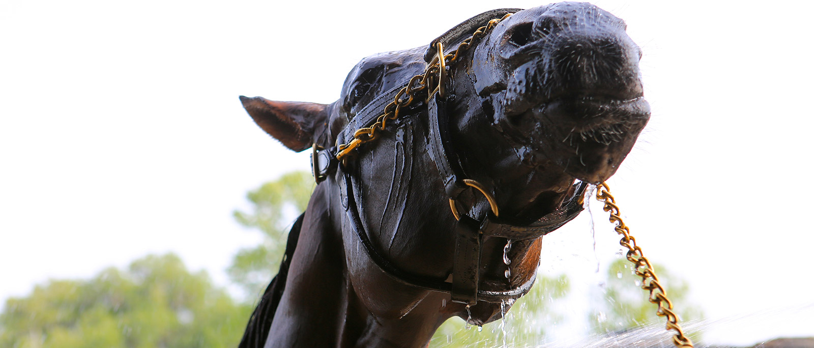 One of the horses at our facility getting cleaned up